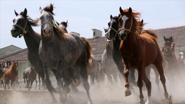 Foto - Bu bir rekor! TİGEM’de arap tayına servet ödediler 