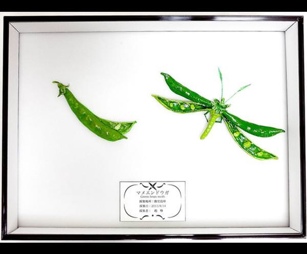 Foto - İnanmayacaksınız ama bu bir salatalık değil!