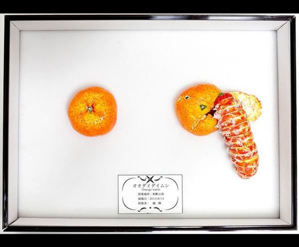 Foto - İnanmayacaksınız ama bu bir salatalık değil!