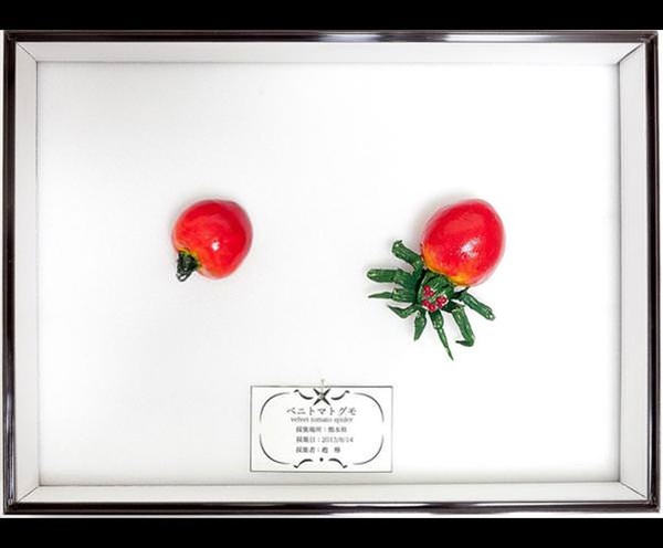 Foto - İnanmayacaksınız ama bu bir salatalık değil!