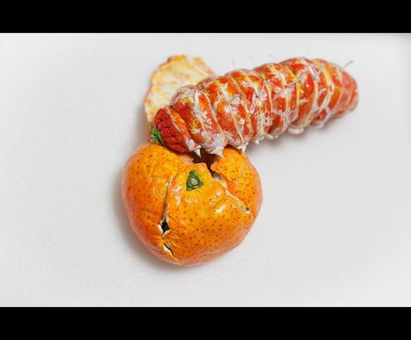 Foto - İnanmayacaksınız ama bu bir salatalık değil!