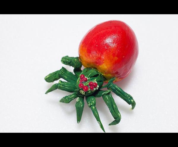 Foto - İnanmayacaksınız ama bu bir salatalık değil!