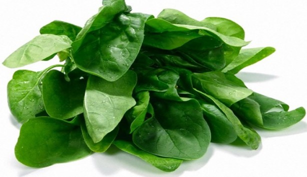 Foto - Bu bitki 300 hastalıkla mücadele ediyor!