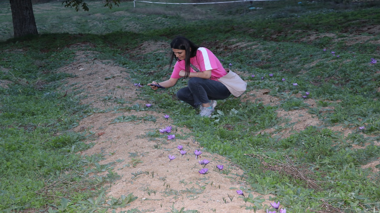 Foto - Bu bitki altınla yarışıyor! Kilogramı tam 320 bin tl
