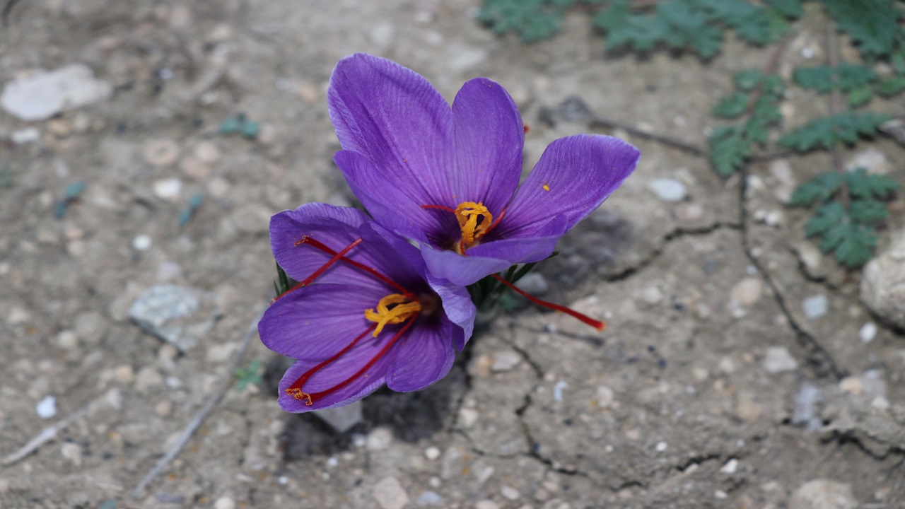 Foto - Bu bitki altınla yarışıyor! Kilogramı tam 320 bin tl