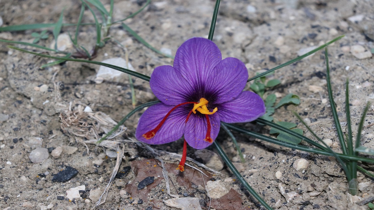 Bu bitki altınla yarışıyor! Kilogramı tam 320 bin tl