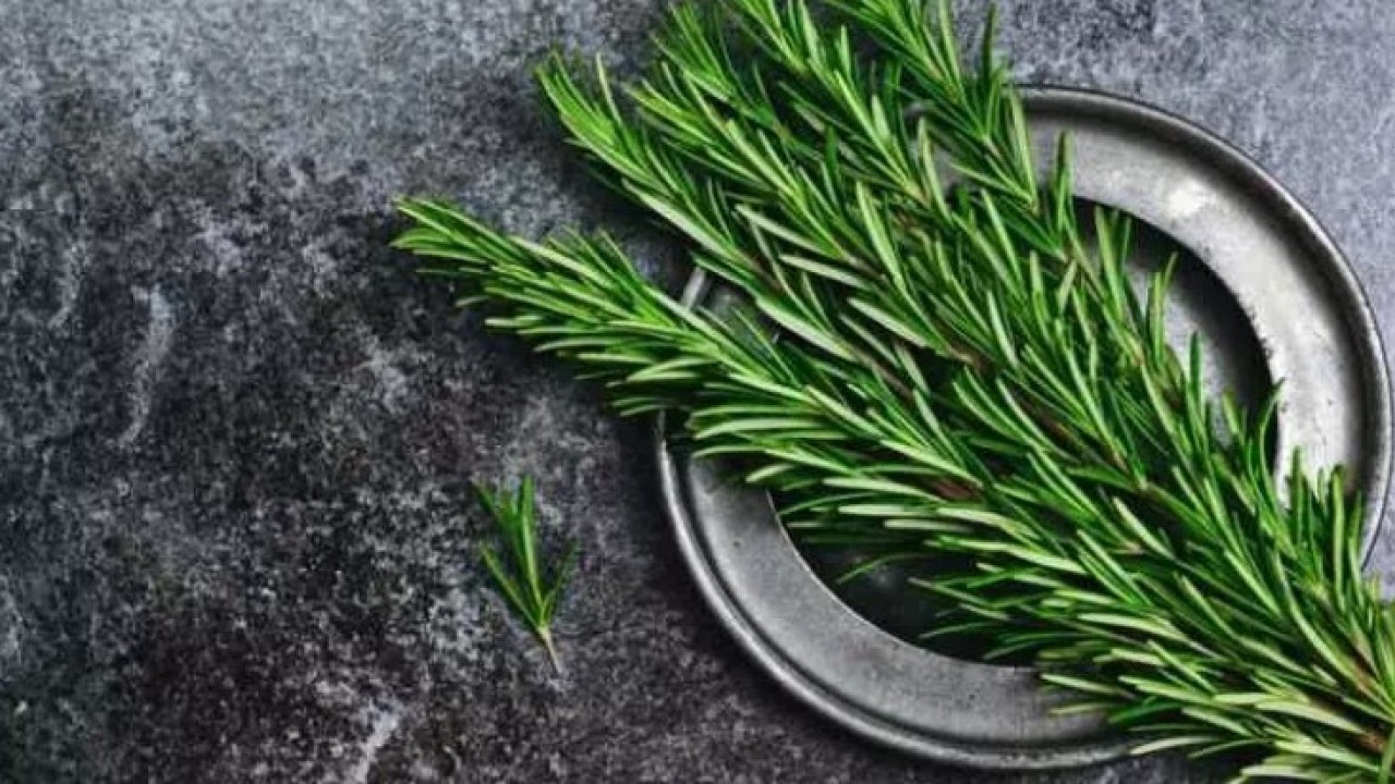 Foto - Bu bitki asırlardır şifa deposu: Hücre hasarını engelleyip yaşlanmayı yavaşlatıyor!