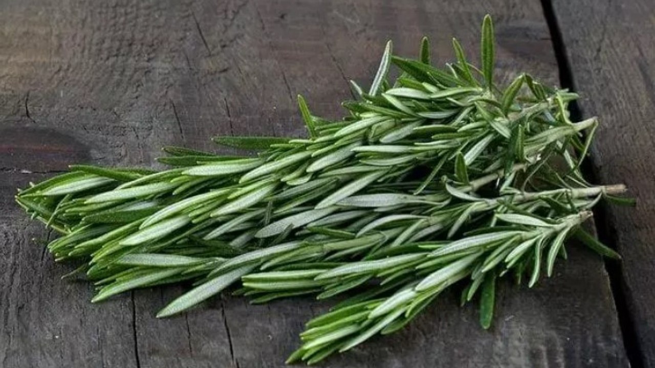 Foto - Bu bitki asırlardır şifa deposu: Hücre hasarını engelleyip yaşlanmayı yavaşlatıyor!