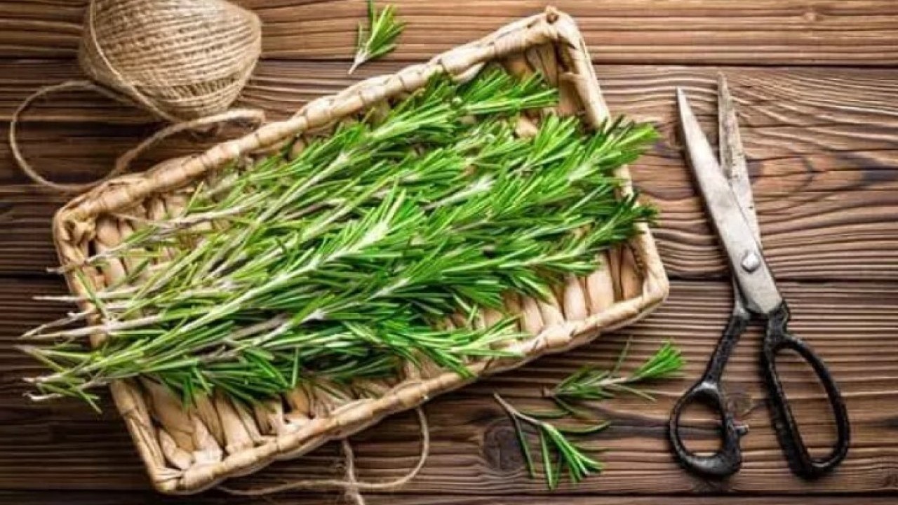 Foto - Bu bitki asırlardır şifa deposu: Hücre hasarını engelleyip yaşlanmayı yavaşlatıyor!