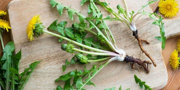 Foto - Bu bitki çayı böbreklere iyi geliyor