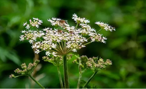 Foto - Bu bitki dünyayı ayağa kaldırdı! Maalesef Türkiye'de de var, dokunanın başına bakın neler geliyor