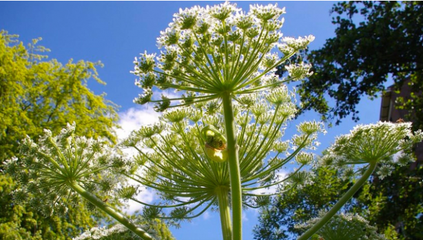 Foto - Bu bitki dünyayı ayağa kaldırdı! Maalesef Türkiye'de de var, dokunanın başına bakın neler geliyor
