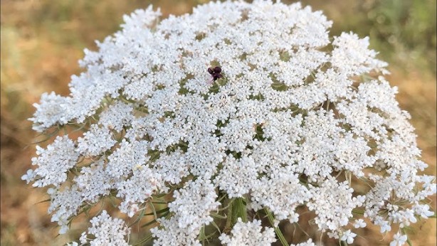 Foto - Bu bitki dünyayı ayağa kaldırdı! Maalesef Türkiye'de de var, dokunanın başına bakın neler geliyor