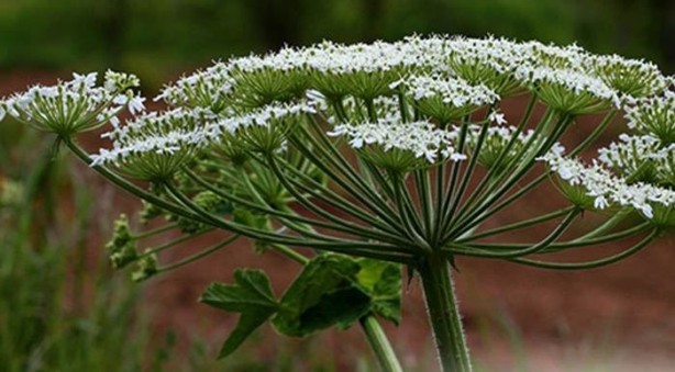 Foto - Bu bitki dünyayı ayağa kaldırdı! Maalesef Türkiye'de de var, dokunanın başına bakın neler geliyor