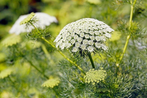Foto - Bu bitki dünyayı ayağa kaldırdı! Maalesef Türkiye'de de var, dokunanın başına bakın neler geliyor
