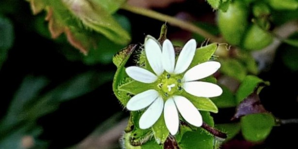 Foto - Bu bitki egzama ve sedef hastalığına iyi geliyor! Kuşotu lapası ve serçe dili çayı yapabilirsiniz!