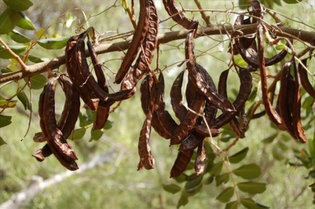 Foto - Bu bitki her derde deva!