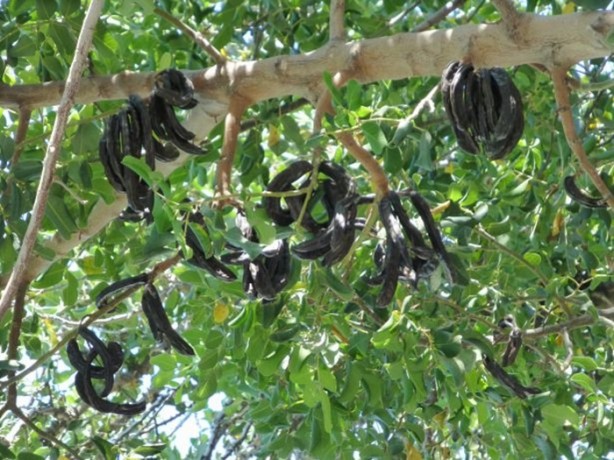 Foto - Bu bitki her derde deva!