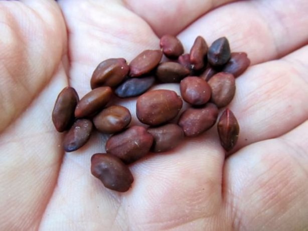 Foto - Bu bitki her derde deva!