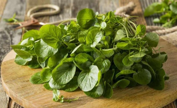 Foto - Bu bitki resmen panzehir! İbrahim Saraçoğlu'nun balgamı olduğu gibi söktüren kür tarifi: Anında zımba gibi ayağa kaldırıyor