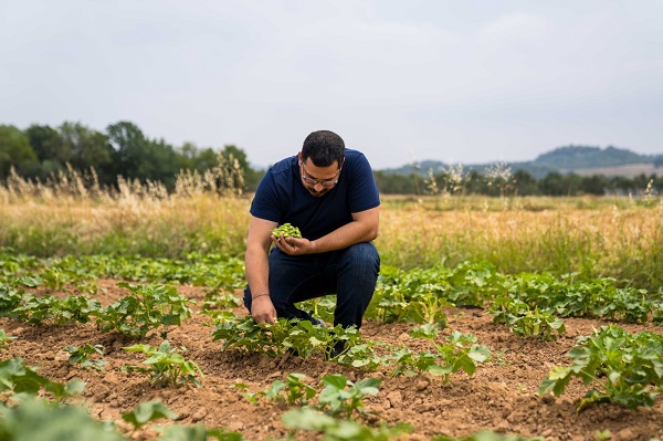 Foto - Bu bitki yalnızca yağmur suyuyla yetişiyor