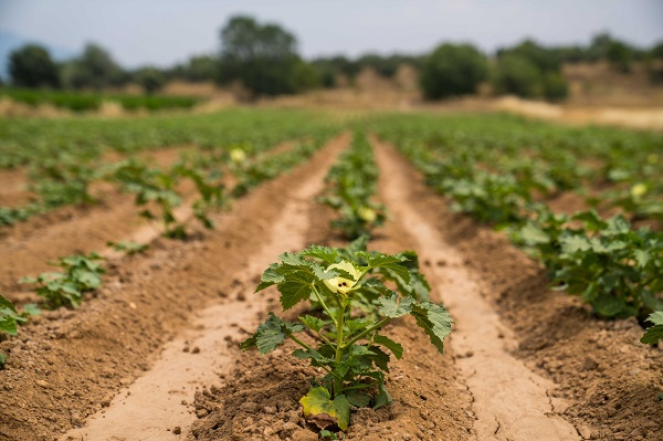 Foto - Bu bitki yalnızca yağmur suyuyla yetişiyor