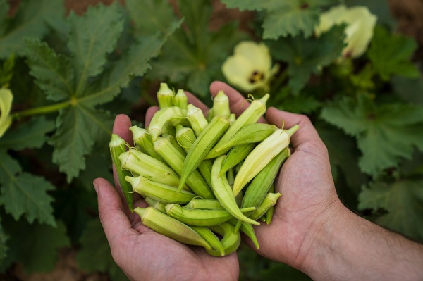 Foto - Bu bitki yalnızca yağmur suyuyla yetişiyor
