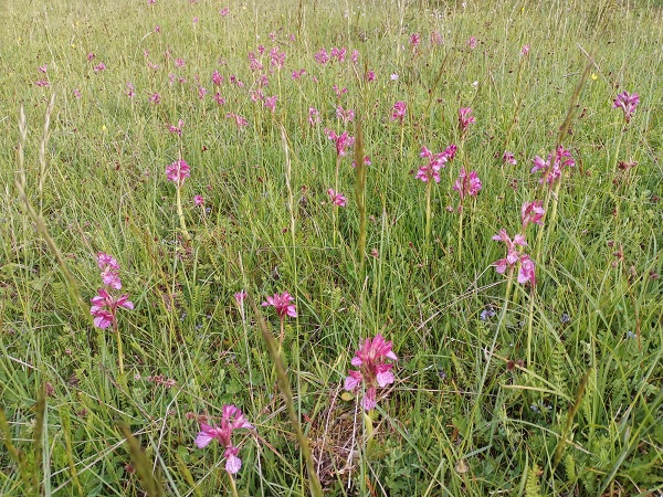 Foto - Bu bitkiler geçim kaynağı oldu! Yıllık 16,5 milyon TL gelir sağlıyor