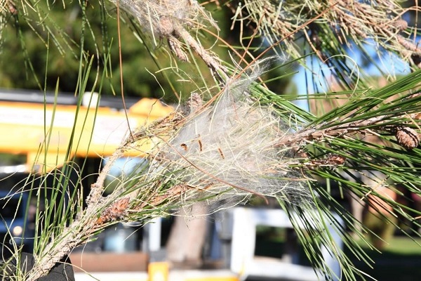 Foto - Bu bitkiler geçim kaynağı oldu! Yıllık 16,5 milyon TL gelir sağlıyor