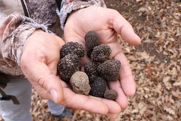 Foto - Bu bitkiler geçim kaynağı oldu! Yıllık 16,5 milyon TL gelir sağlıyor