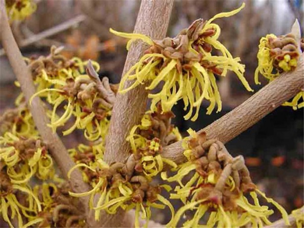 Foto - Bu bitkiler sandığınız gibi şifalı değil!