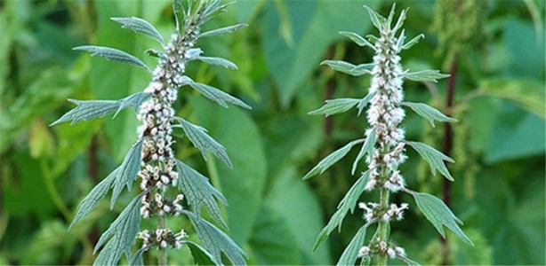 Foto - Bu bitkiler sandığınız gibi şifalı değil!