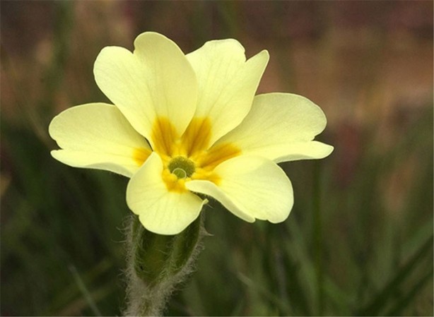 Foto - Bu bitkiler sandığınız gibi şifalı değil!