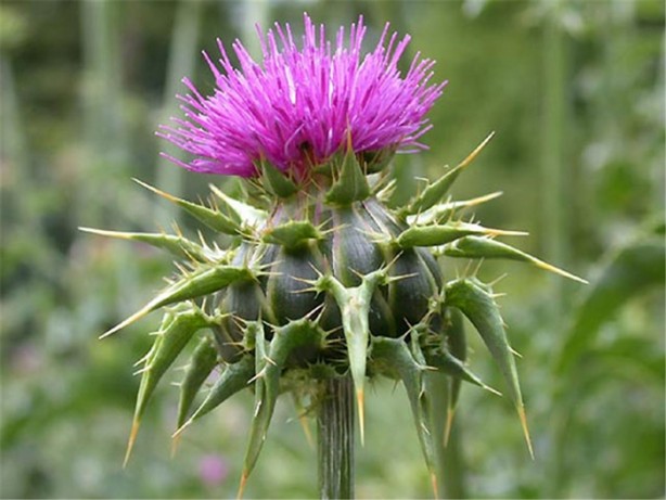 Foto - Bu bitkiler sandığınız gibi şifalı değil!