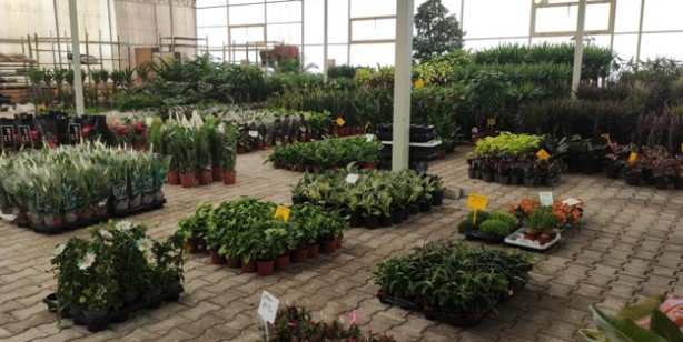 Foto - Bu bitkiler sinek ve böcekle besleniyor, büyük rağbet var