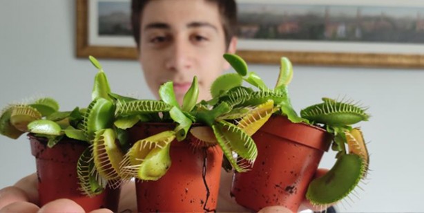 Foto - Bu bitkiler sinek ve böcekle besleniyor, büyük rağbet var