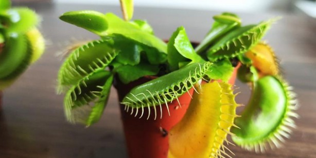  Bu bitkiler sinek ve böcekle besleniyor, büyük rağbet var
