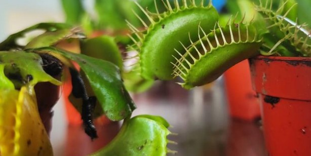 Foto - Bu bitkiler sinek ve böcekle besleniyor, büyük rağbet var