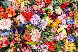 Bu bitkileri sakın evinize sokmayın! Tütün gibi zehirli! Duyan şaşkın... Bunu yapan sonra çok pişman olur! 