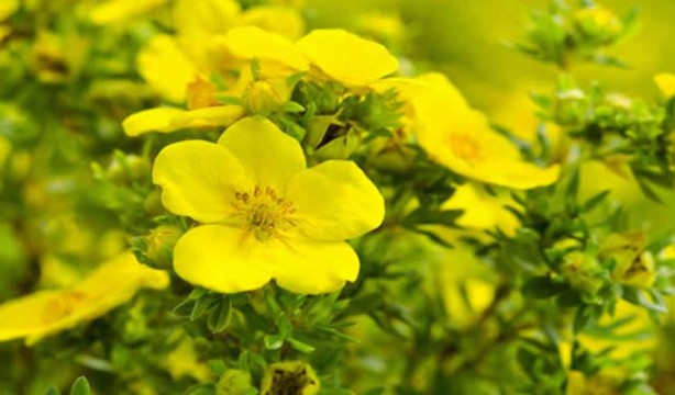 Foto - Bu bitkilerin bir tek ölüme çaresi yok! İşte şifa kaynağı bitkiler