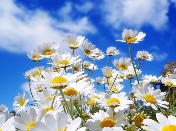 Foto - Bu bitkilerin bir tek ölüme çaresi yok! İşte şifa kaynağı bitkiler