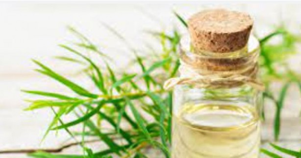 Foto - Bu bitkilerin bir tek ölüme çaresi yok! İşte şifa kaynağı bitkiler