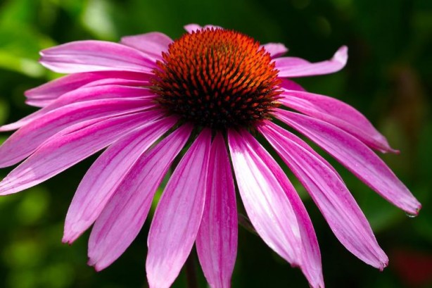 Foto - Bu bitkilerin bir tek ölüme çaresi yok! İşte şifa kaynağı bitkiler