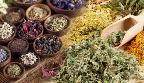 Foto - Bu bitkilerin bir tek ölüme çaresi yok! İşte şifa kaynağı bitkiler