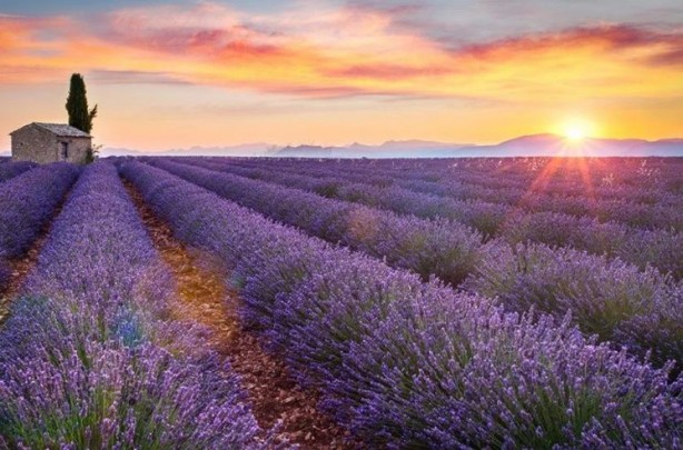 Foto - Bu bitkilerin bir tek ölüme çaresi yok! İşte şifa kaynağı bitkiler