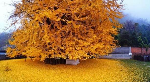 Foto - Bu bitkilerin bir tek ölüme çaresi yok! İşte şifa kaynağı bitkiler