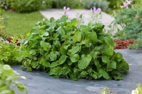 Foto - Bu bitkinin faydaları saymakla bitmiyor! İşte, İbn-i Sina’nın hayat iksiri