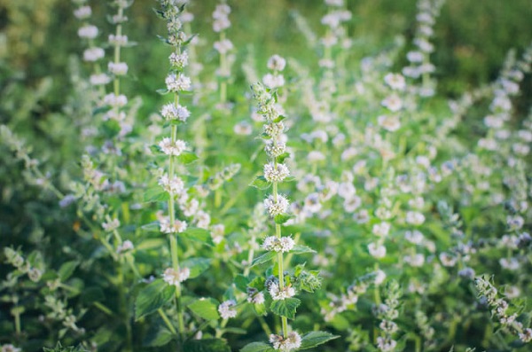 Foto - Bu bitkinin faydaları saymakla bitmiyor! İşte, İbn-i Sina’nın hayat iksiri
