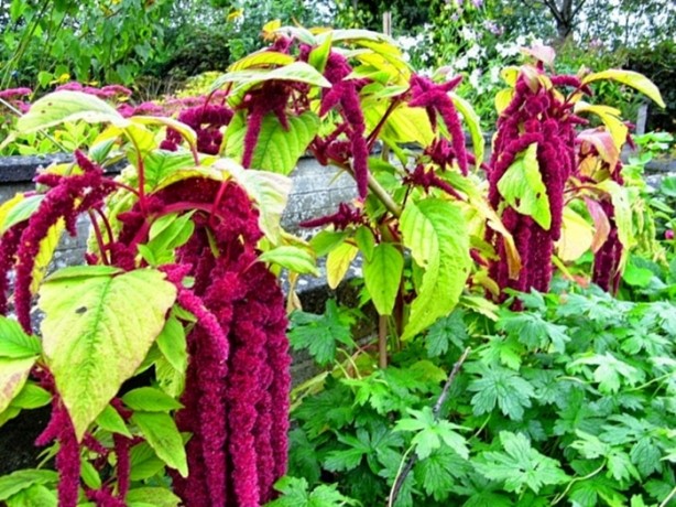 Foto - Bu bitkinin faydalarına çok şaşıracaksınız!