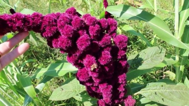 Foto - Bu bitkinin faydalarına çok şaşıracaksınız!